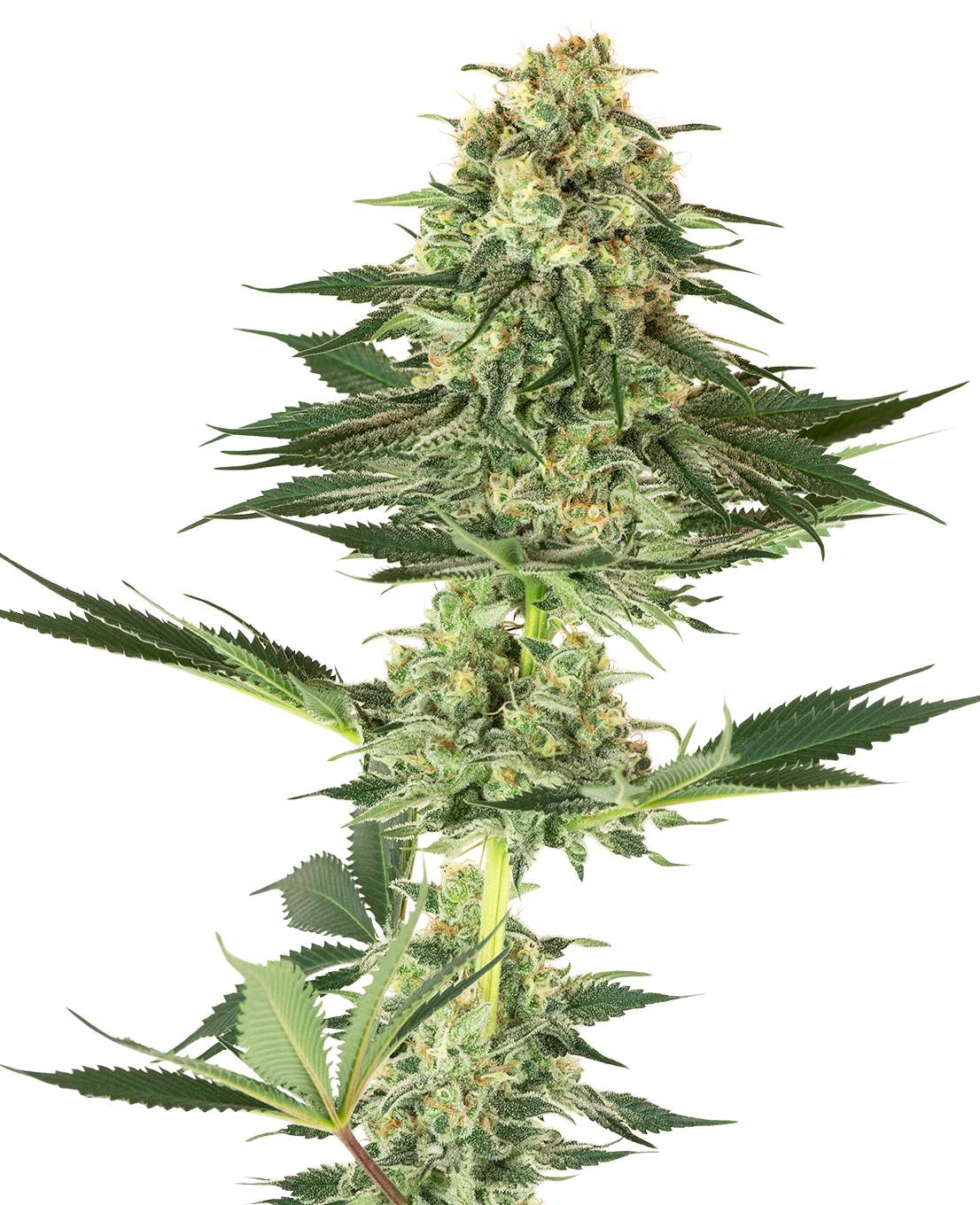 Banana Kush Feminized